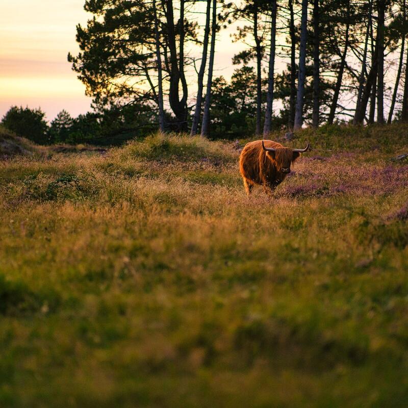 Koe in heide