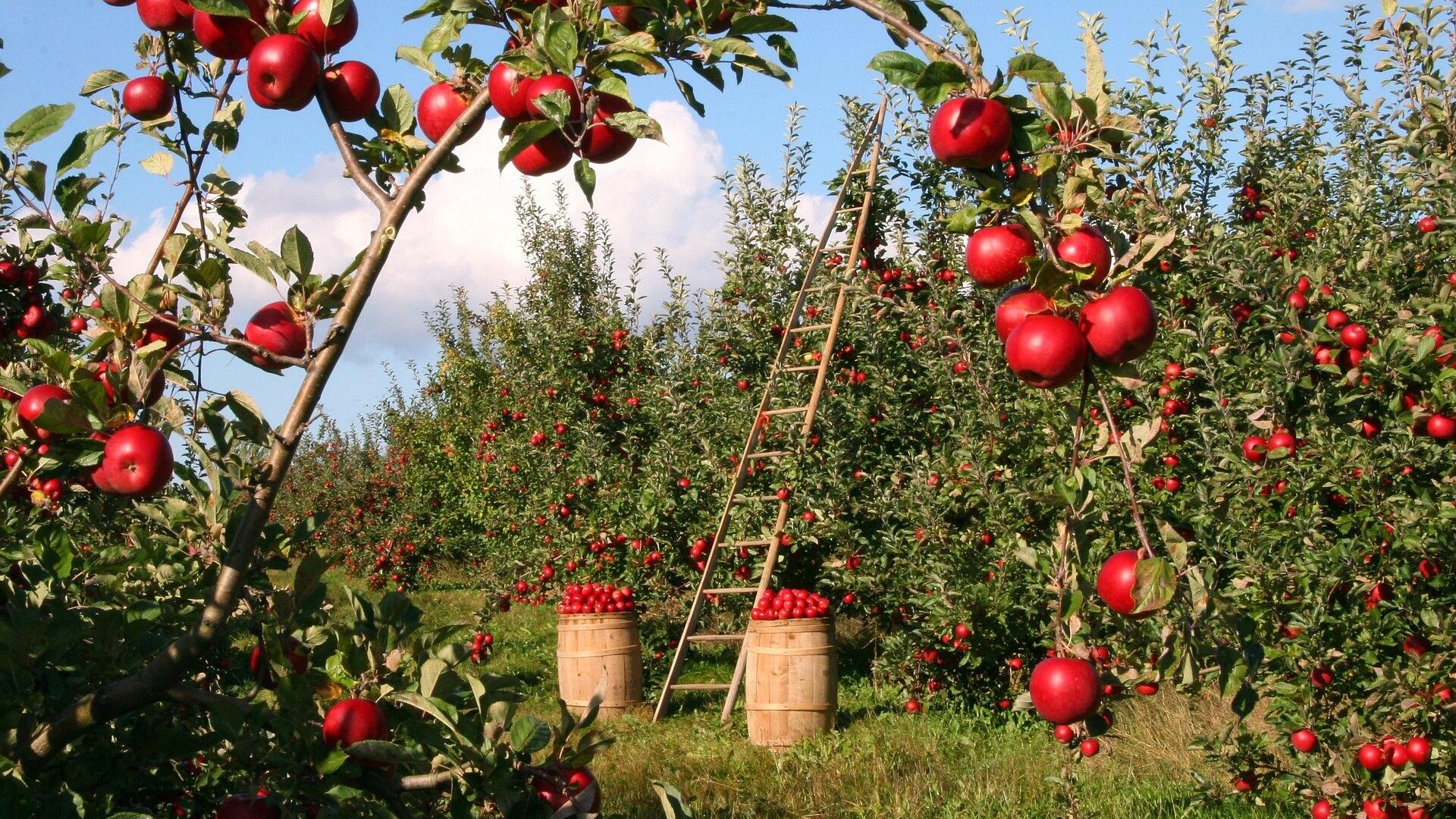 Boomgaard met appels.